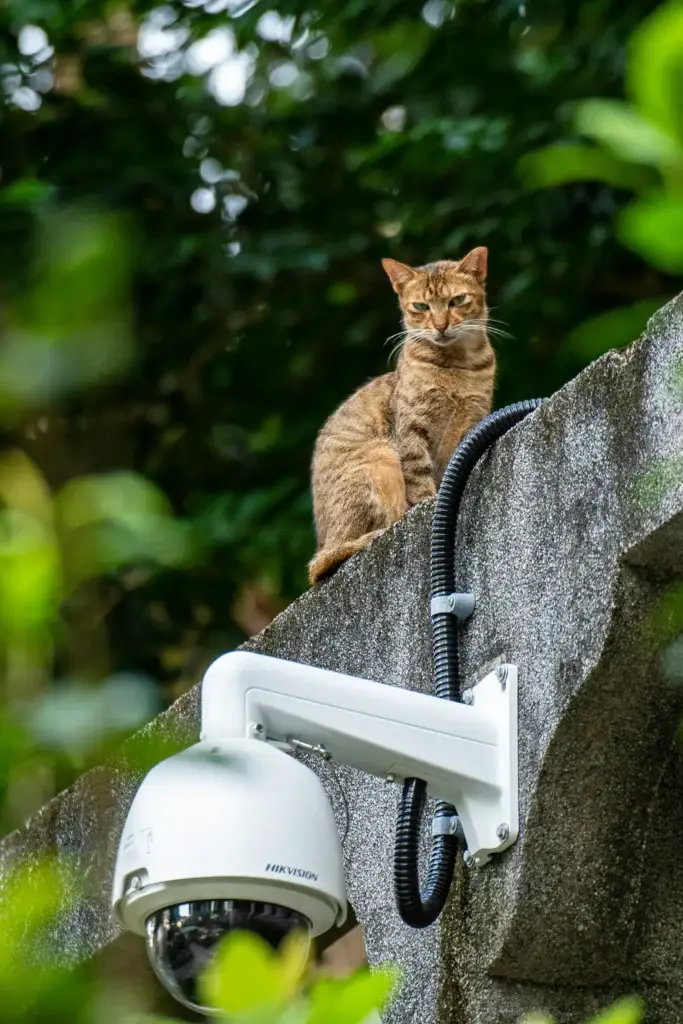 Cat sitting on the wall of CCTV Camera